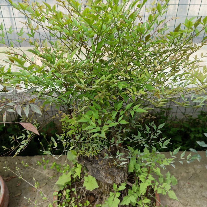 蓝天竹盆景老根树桩红天竹南天竹红天竺兰天竹树桩树头盆景盆