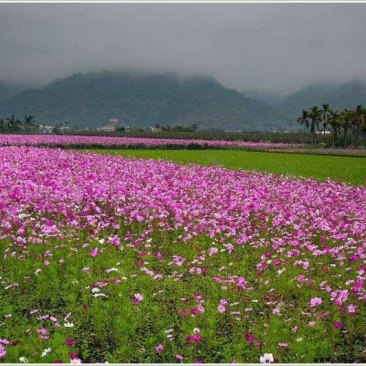 波斯菊种子
