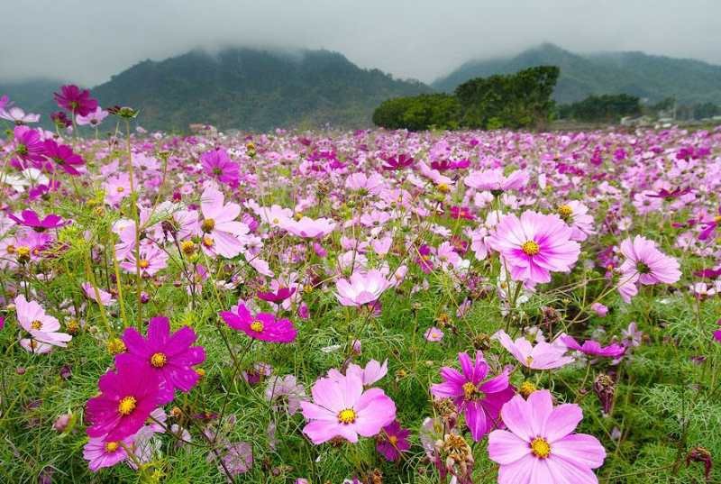 波斯菊种子