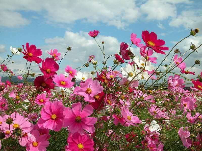 波斯菊种子