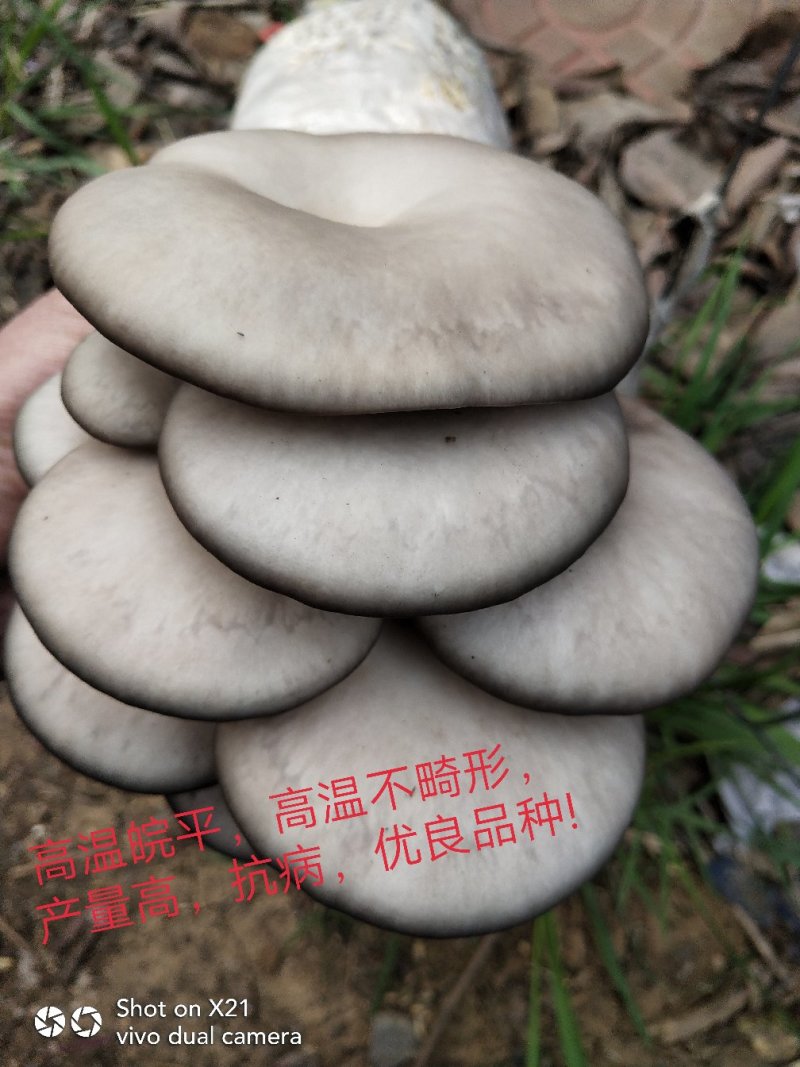 菌棒优质平菇姬菇高产抗病平菇熟料菌棒全国发货