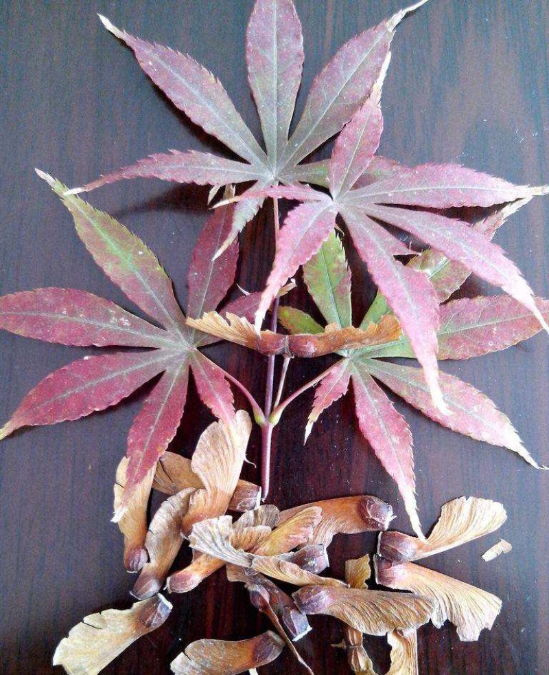 五角枫种子