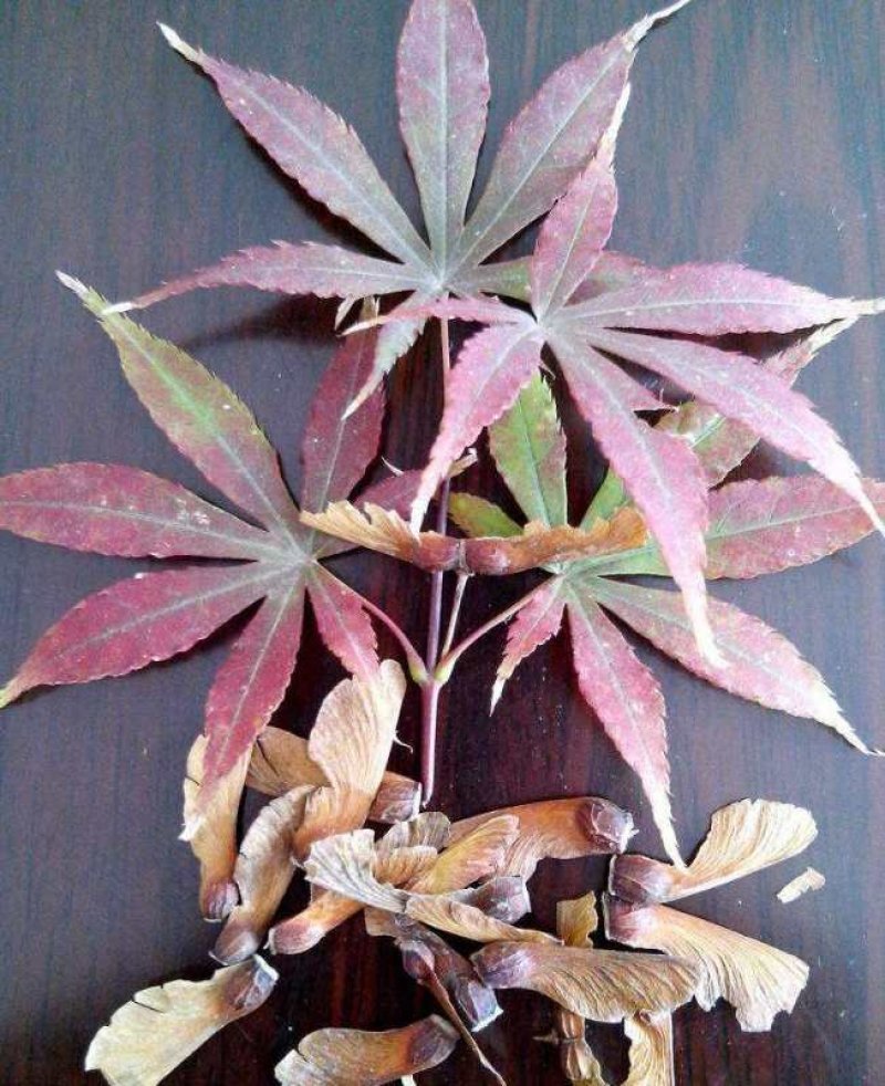 五角枫种子