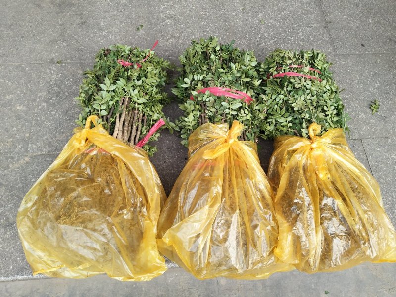 【精选大红袍花椒苗】陕西韩城花椒苗自家苗圃现挖现发