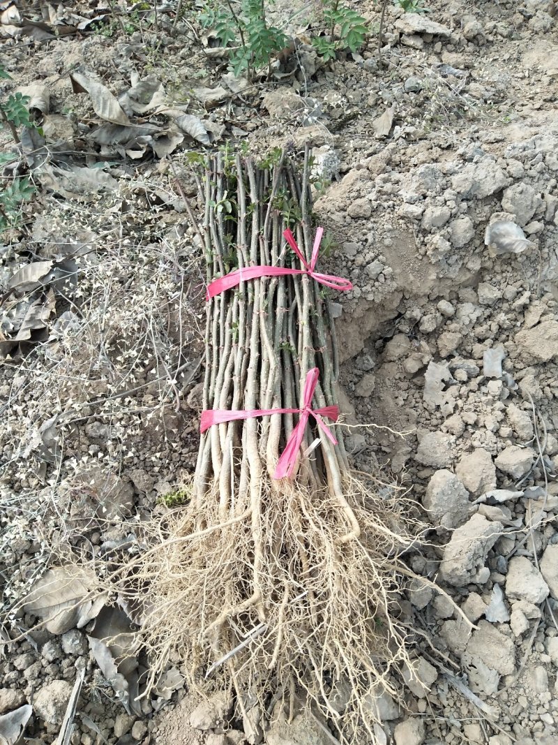 【精选大红袍花椒苗】陕西韩城花椒苗自家苗圃现挖现发