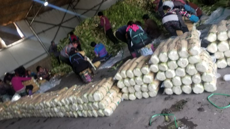 北京三号白菜，河北唐山玉田县大白菜之乡三号白菜