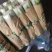 北京三号白菜，河北唐山玉田县大白菜之乡三号白菜