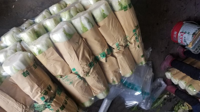 北京三号白菜，河北唐山玉田县大白菜之乡三号白菜