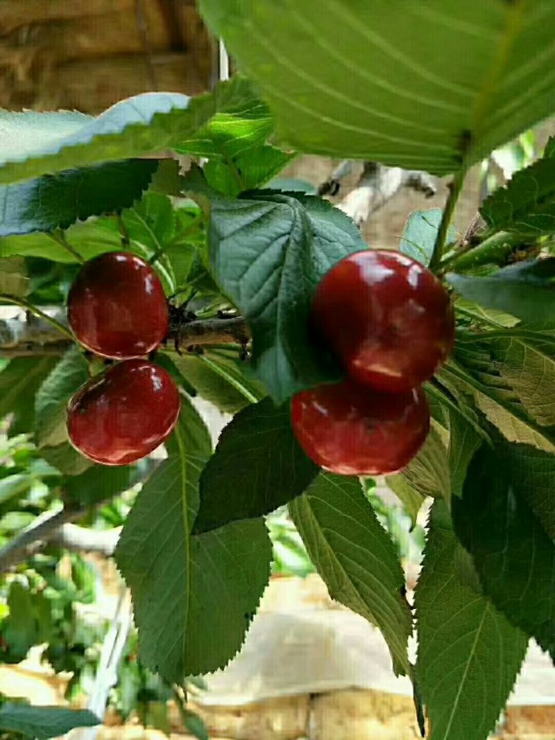 物优价廉无激素无催熟