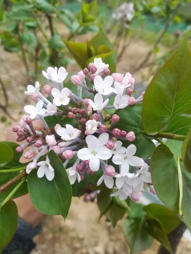 丁香树苗嫁接丁香树苗紫丁香花庭院开花树南北方盆栽绿