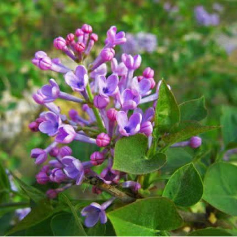 丁香树苗嫁接丁香树苗紫丁香花庭院开花树南北方盆栽绿