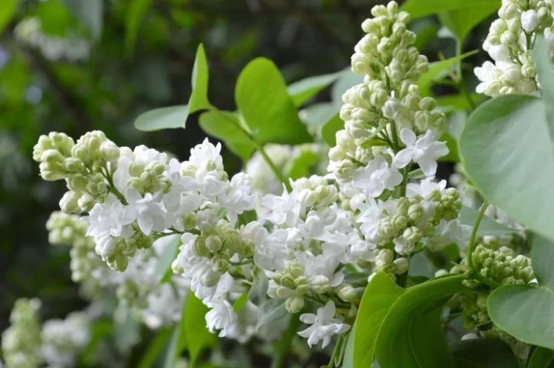 丁香树苗嫁接丁香树苗紫丁香花庭院开花树南北方盆栽绿