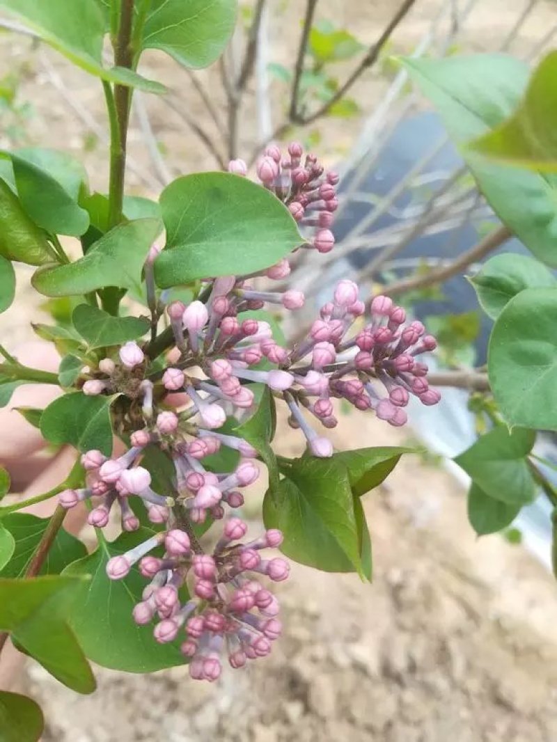 丁香树苗嫁接丁香树苗紫丁香花庭院开花树南北方盆栽绿