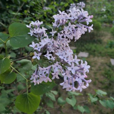 丁香树苗嫁接丁香树苗紫丁香花庭院开花树南北方盆栽绿