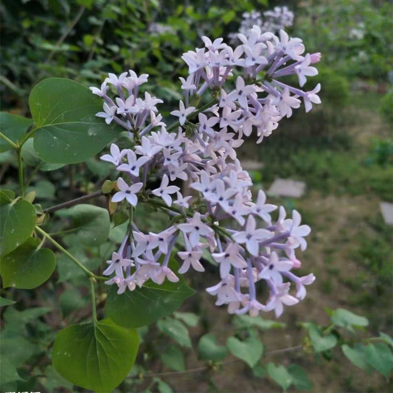 丁香树苗嫁接丁香树苗紫丁香花庭院开花树南北方盆栽绿