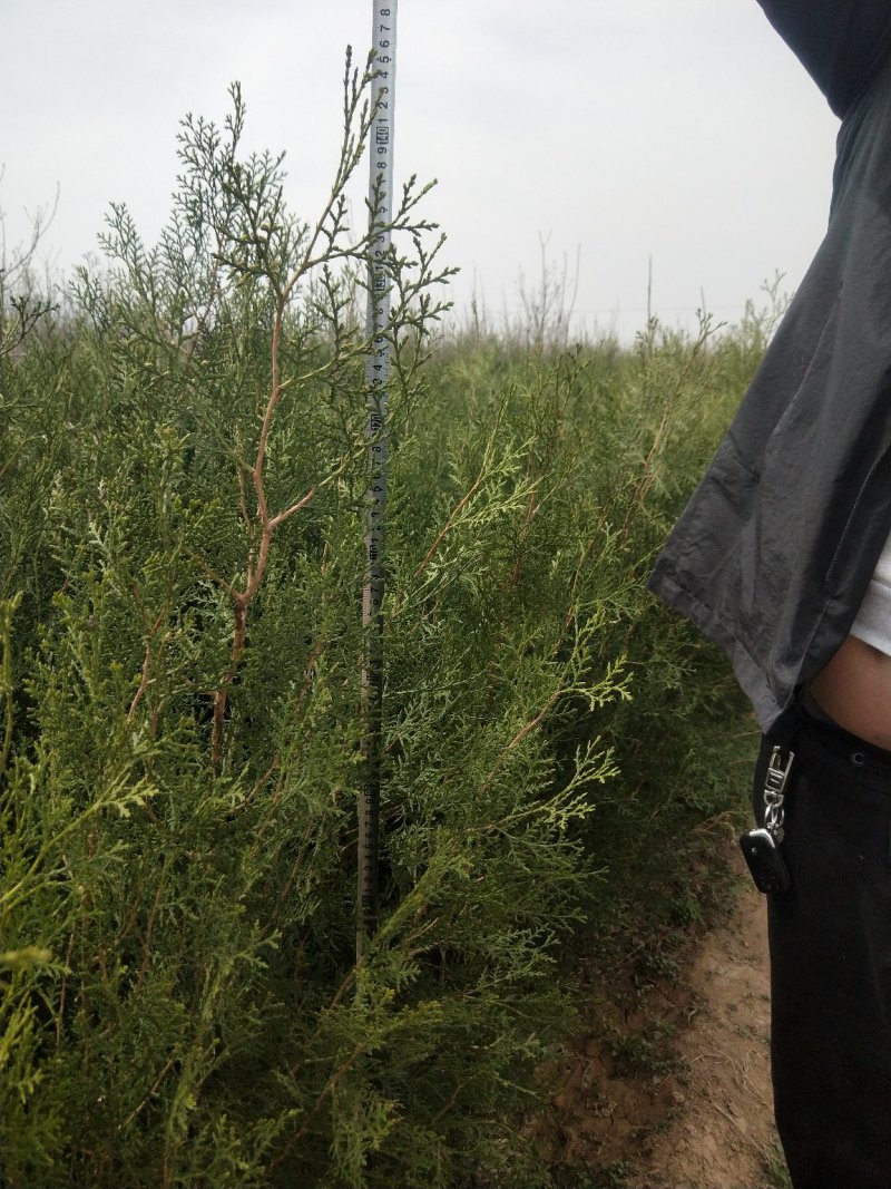 【实力火热】侧柏苗杯苗产地直发山西侧柏苗批发价可视频看货