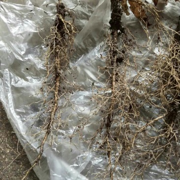 东北药都白鲜皮一年二年苗干品