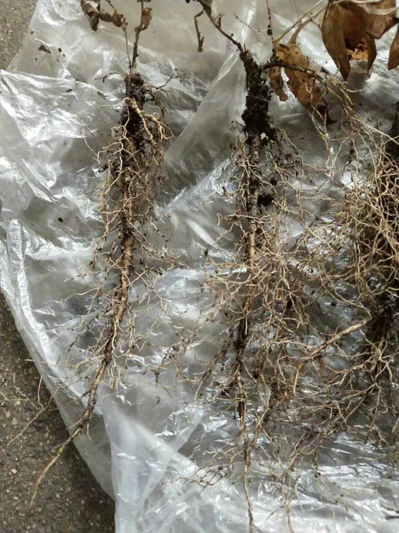 东北药都白鲜皮一年二年苗干品