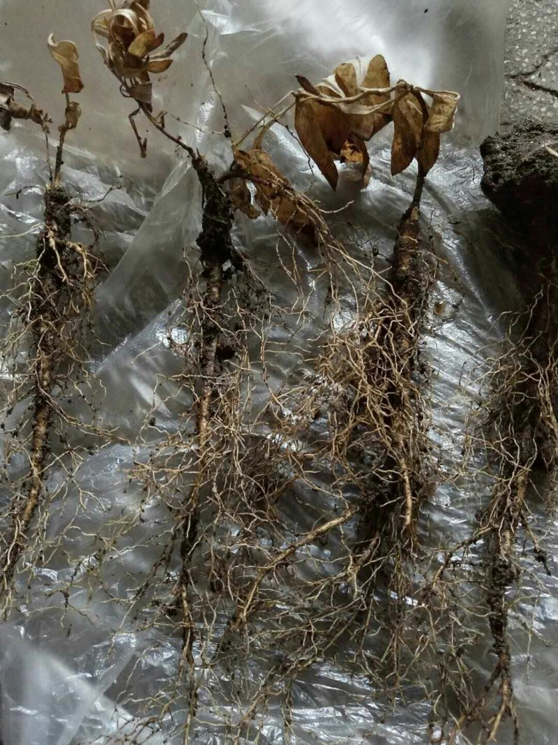 东北药都白鲜皮一年二年苗干品