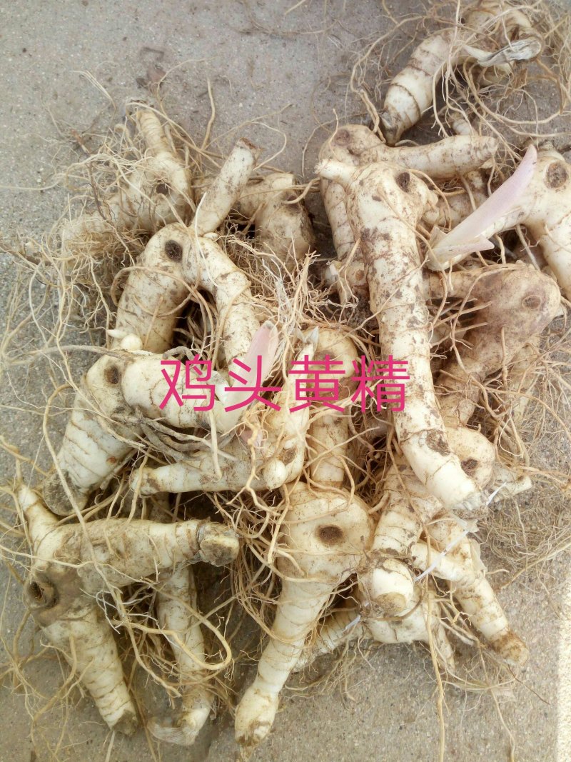 东北野生鸡头黄精笔管菜