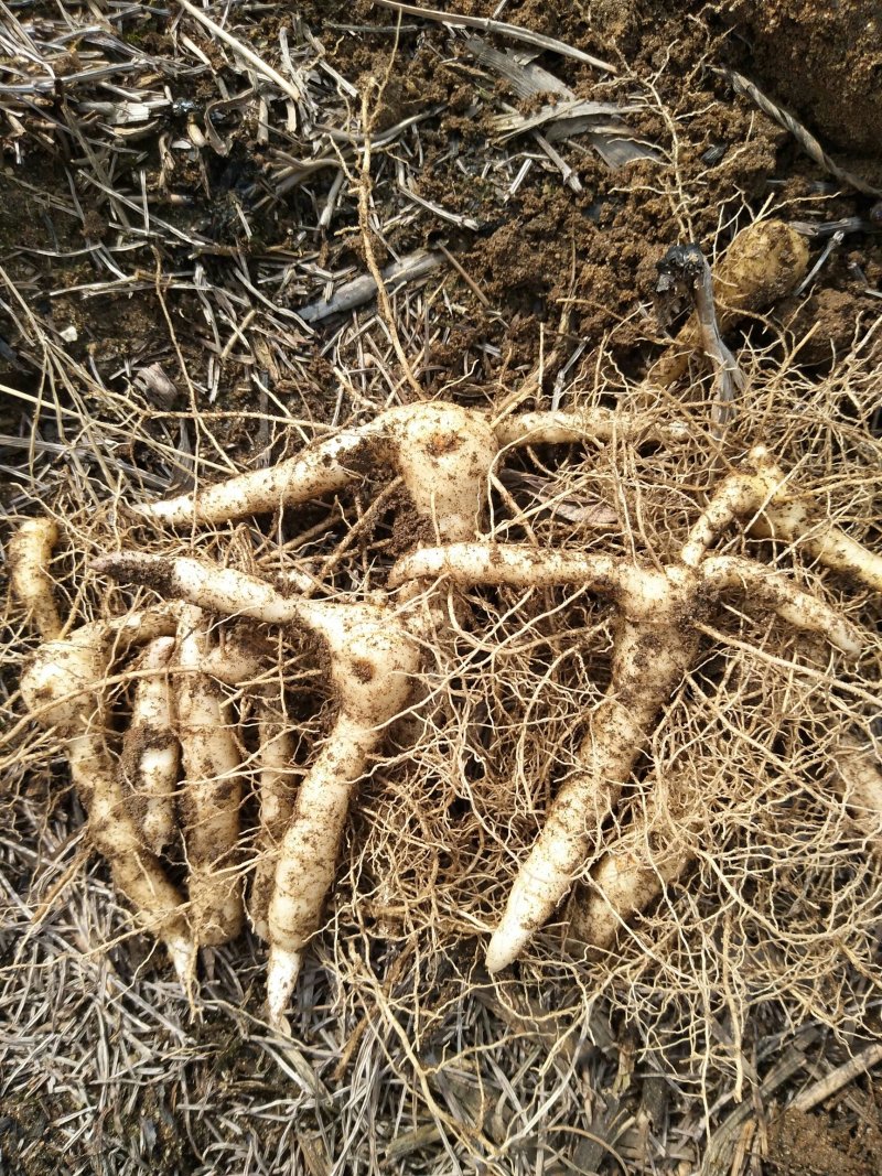 东北野生鸡头黄精笔管菜