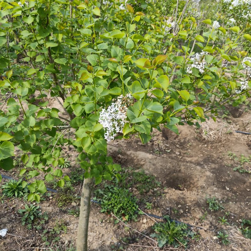 丁香树苗嫁接丁香树苗紫丁香花庭院开花树南北方盆栽绿