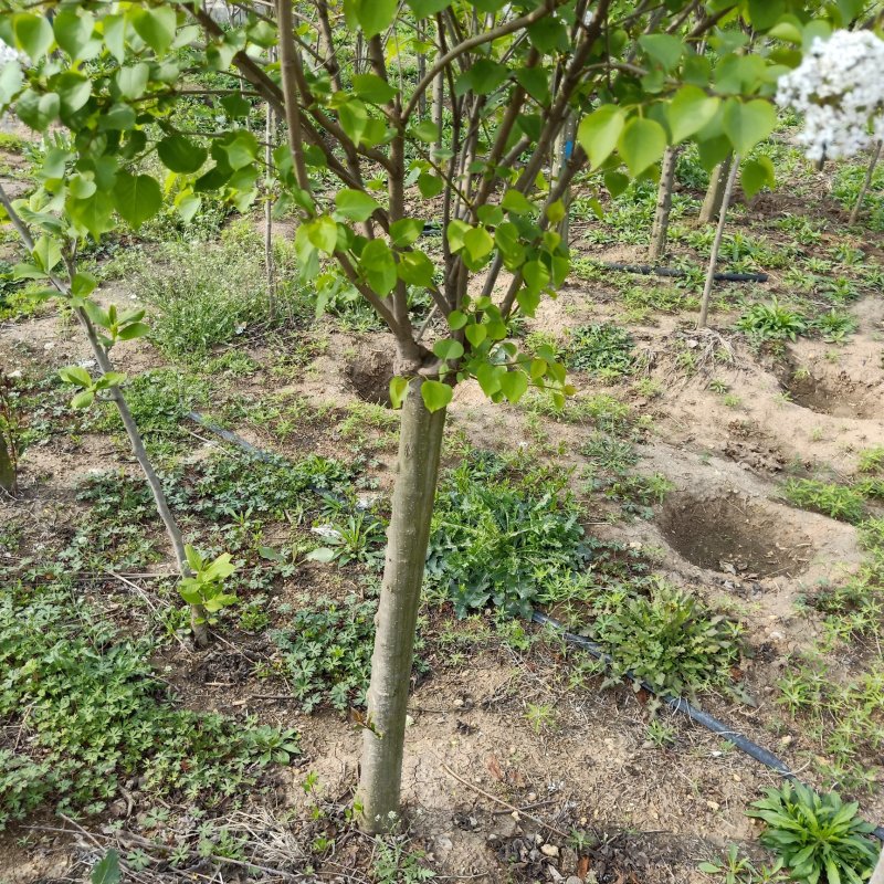 丁香树苗嫁接丁香树苗紫丁香花庭院开花树南北方盆栽绿