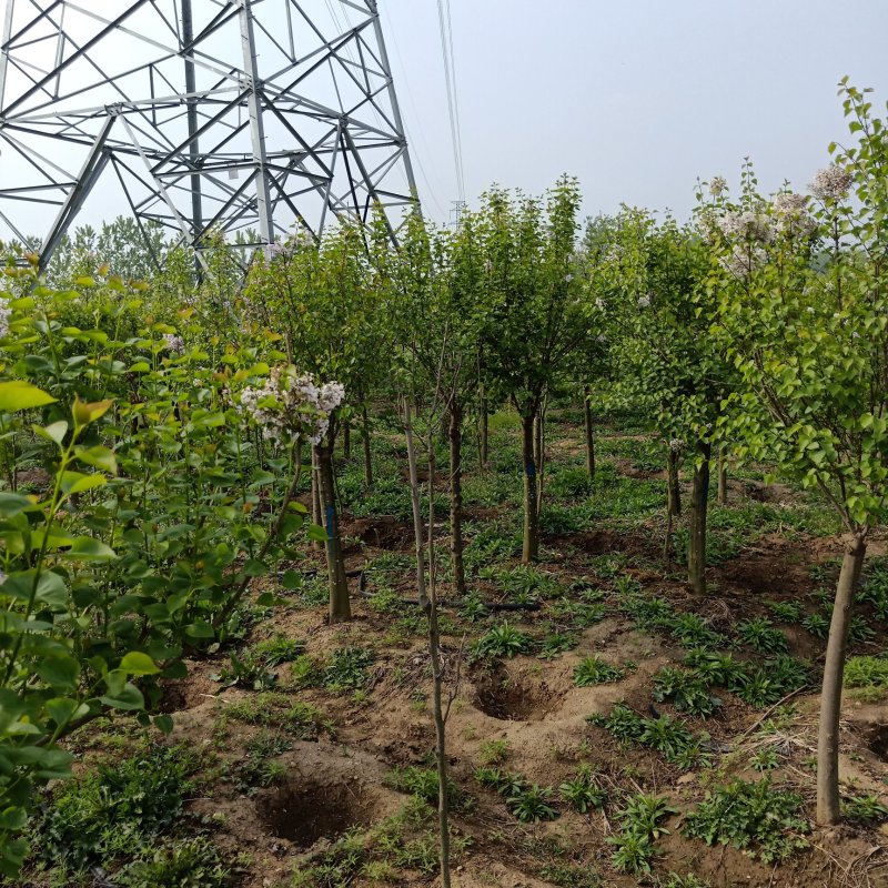 丁香树苗嫁接丁香树苗紫丁香花庭院开花树南北方盆栽绿