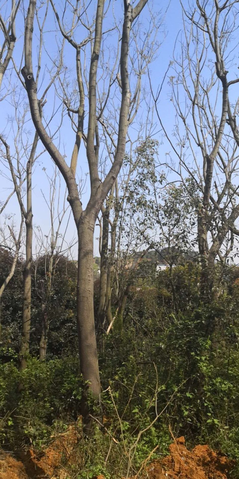 处理米经14-15的栾树1000棵