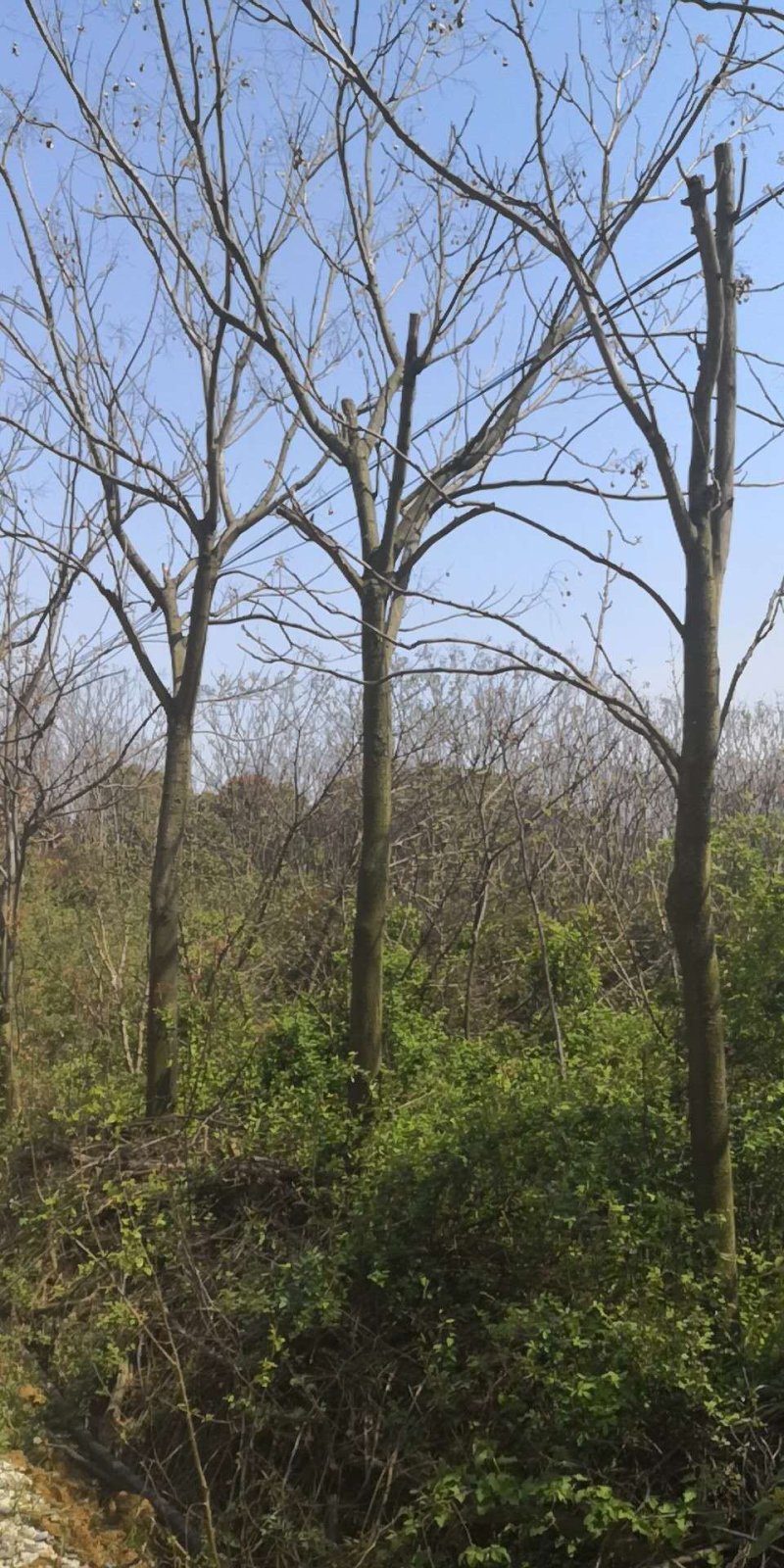 处理米经14-15的栾树1000棵