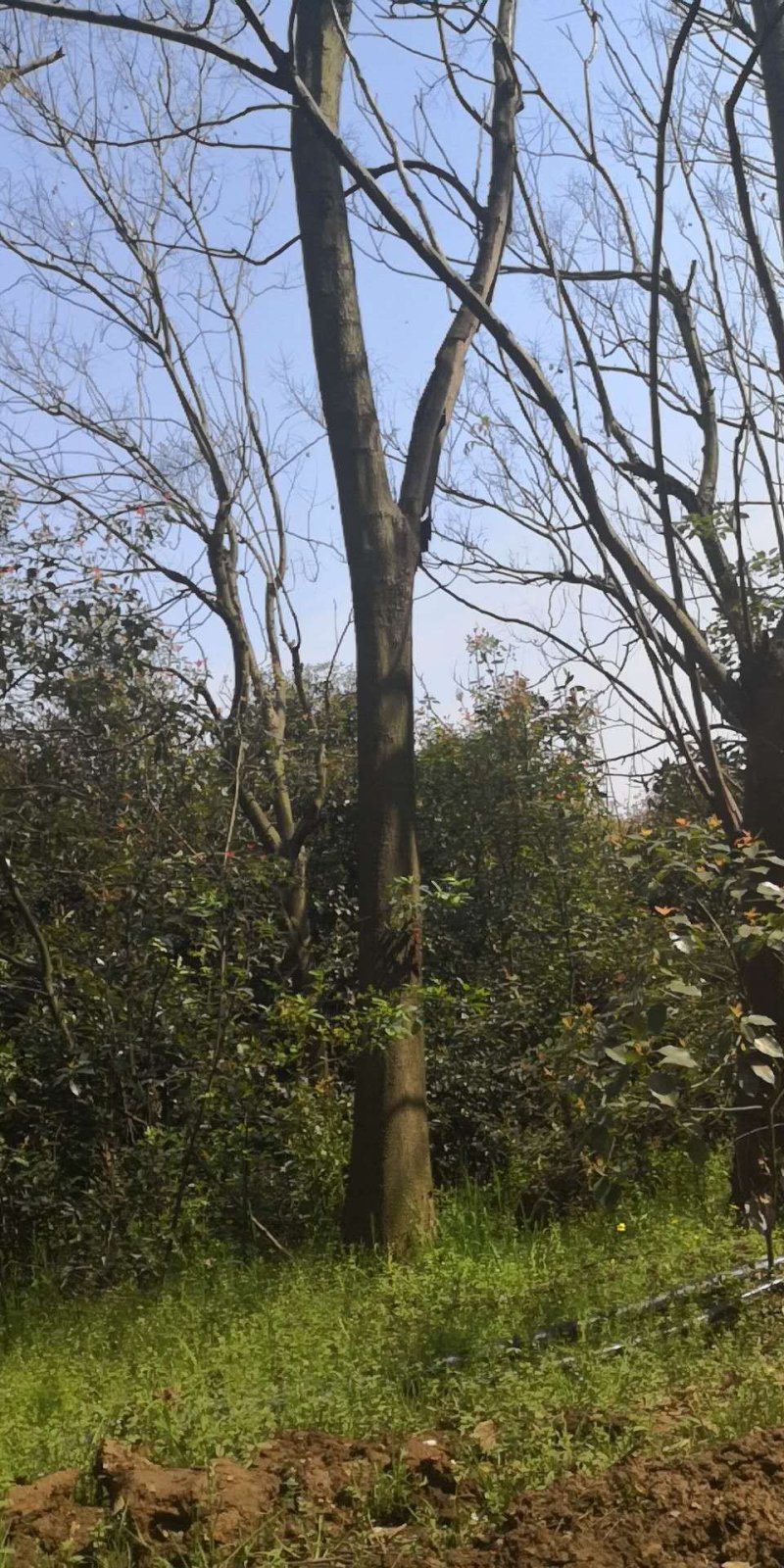 处理米经14-15的栾树1000棵
