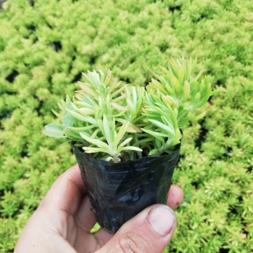 佛甲草