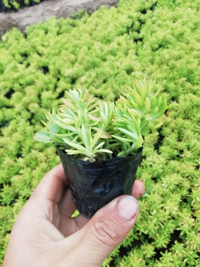 佛甲草