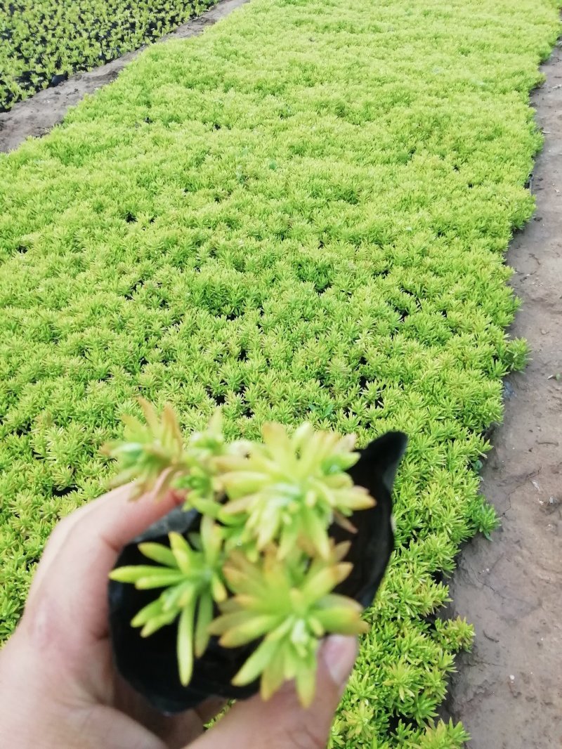 佛甲草