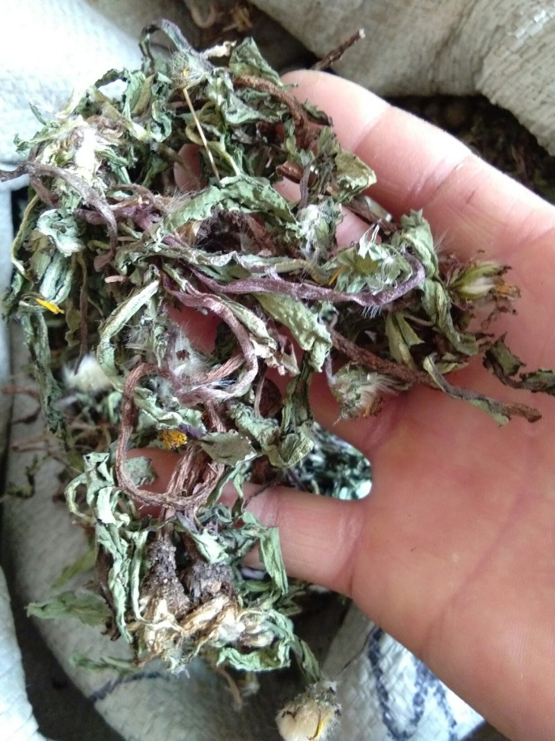 野生蒲公英