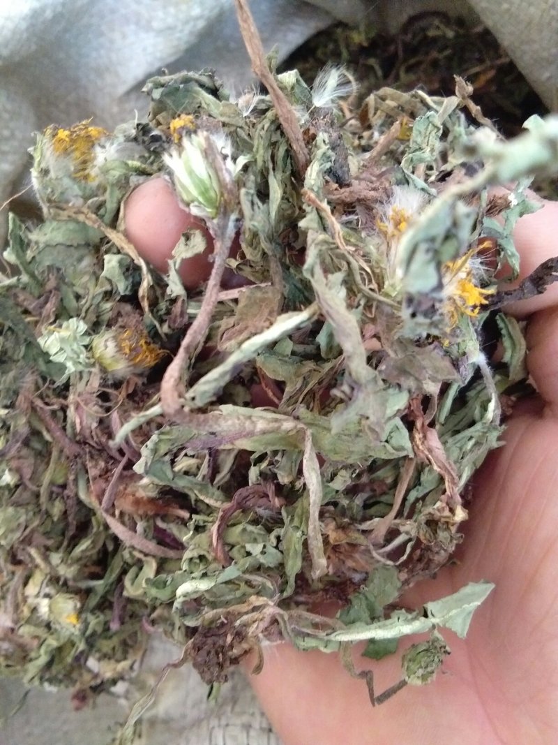 野生蒲公英