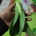 上海青四季种植小油菜1两以上青梗，小棵，中棵。发往全国