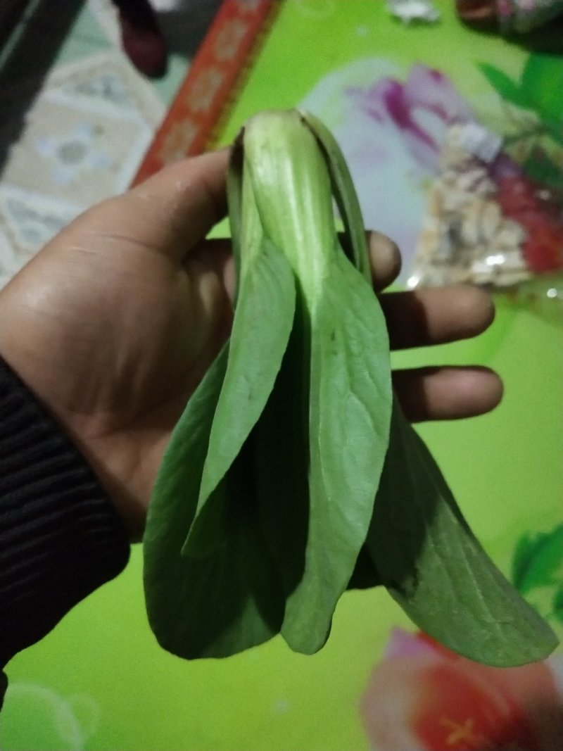 上海青四季种植小油菜1两以上青梗，小棵，中棵。发往全国