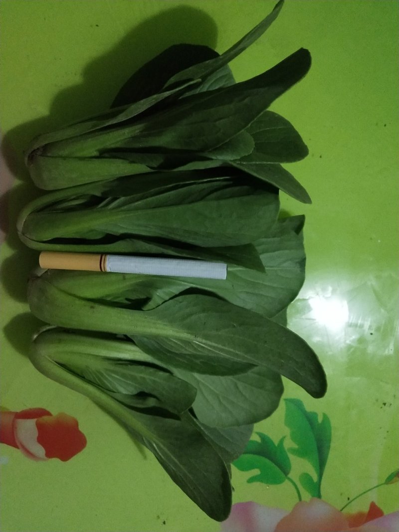 上海青四季种植小油菜1两以上青梗，小棵，中棵。发往全国