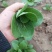上海青四季种植小油菜1两以上青梗，小棵，中棵。发往全国