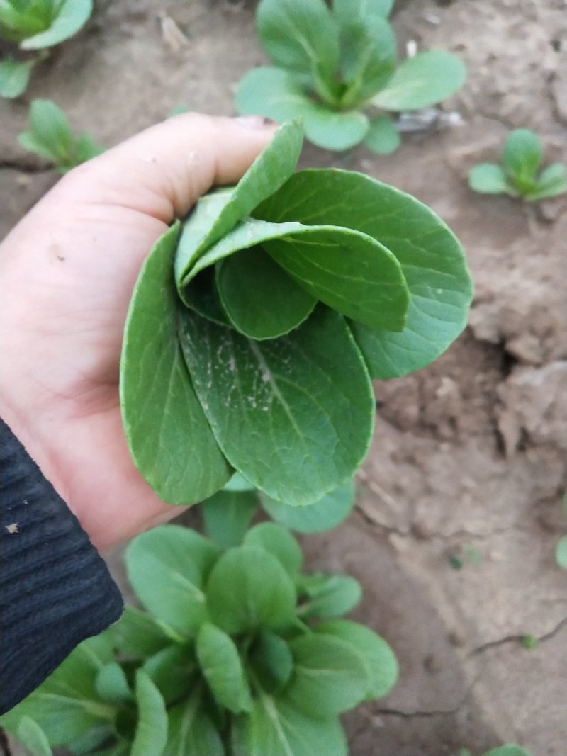 上海青四季种植小油菜1两以上青梗，小棵，中棵。发往全国