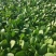 上海青四季种植小油菜1两以上青梗，小棵，中棵。发往全国