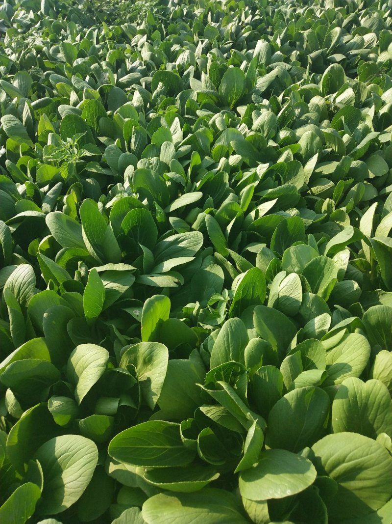 上海青四季种植小油菜1两以上青梗，小棵，中棵。发往全国