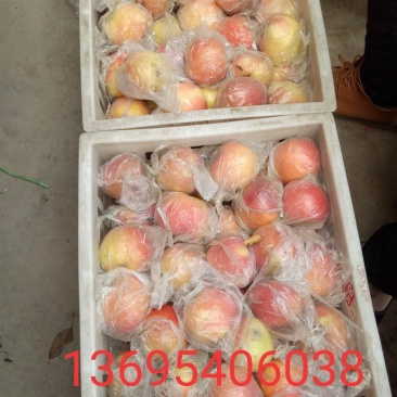 红富士苹果🍎7.5以上