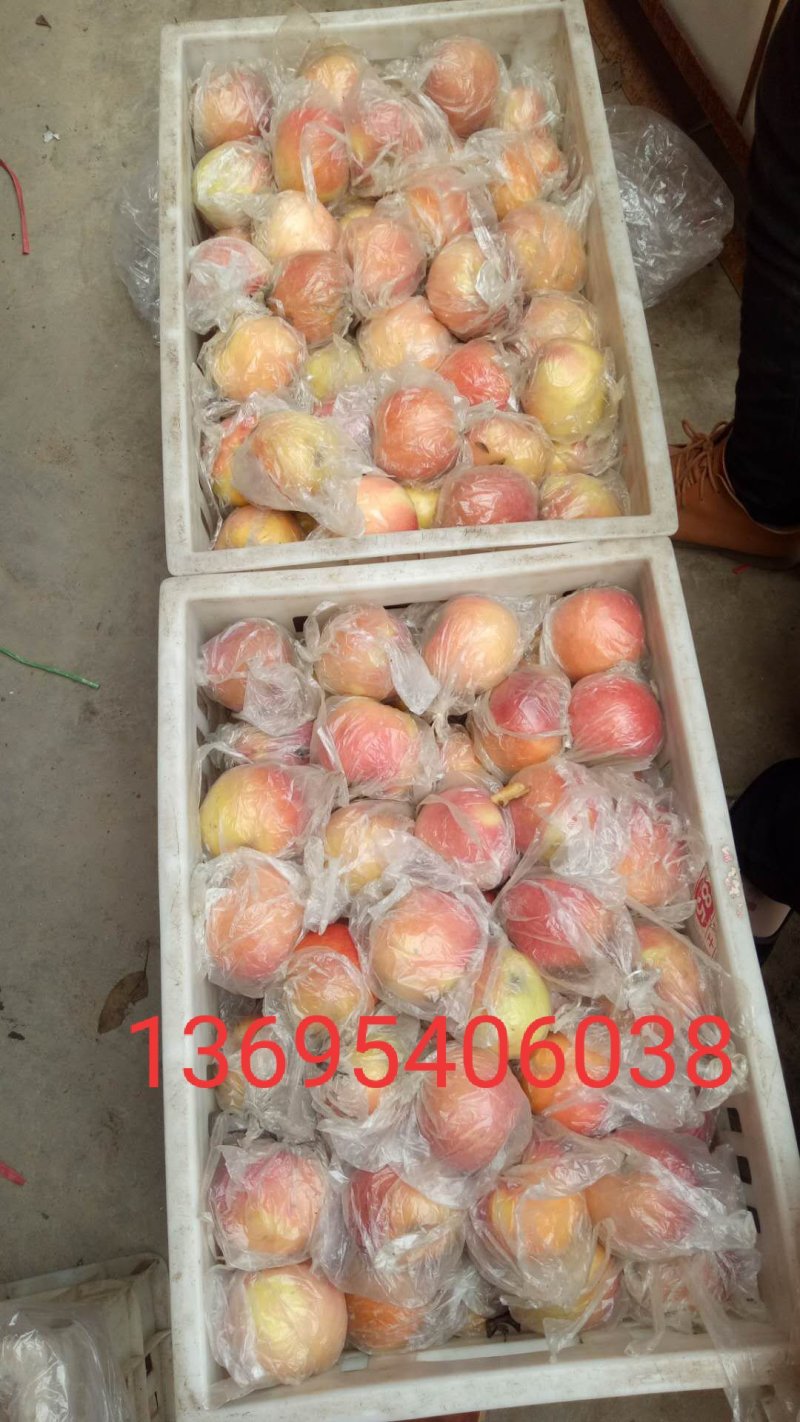 红富士苹果🍎7.5以上