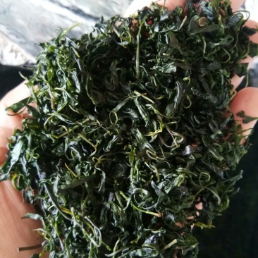 苦丁茶小叶苦丁青山绿水野生正品特级嫩芽