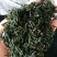苦丁茶小叶苦丁青山绿水野生正品特级嫩芽