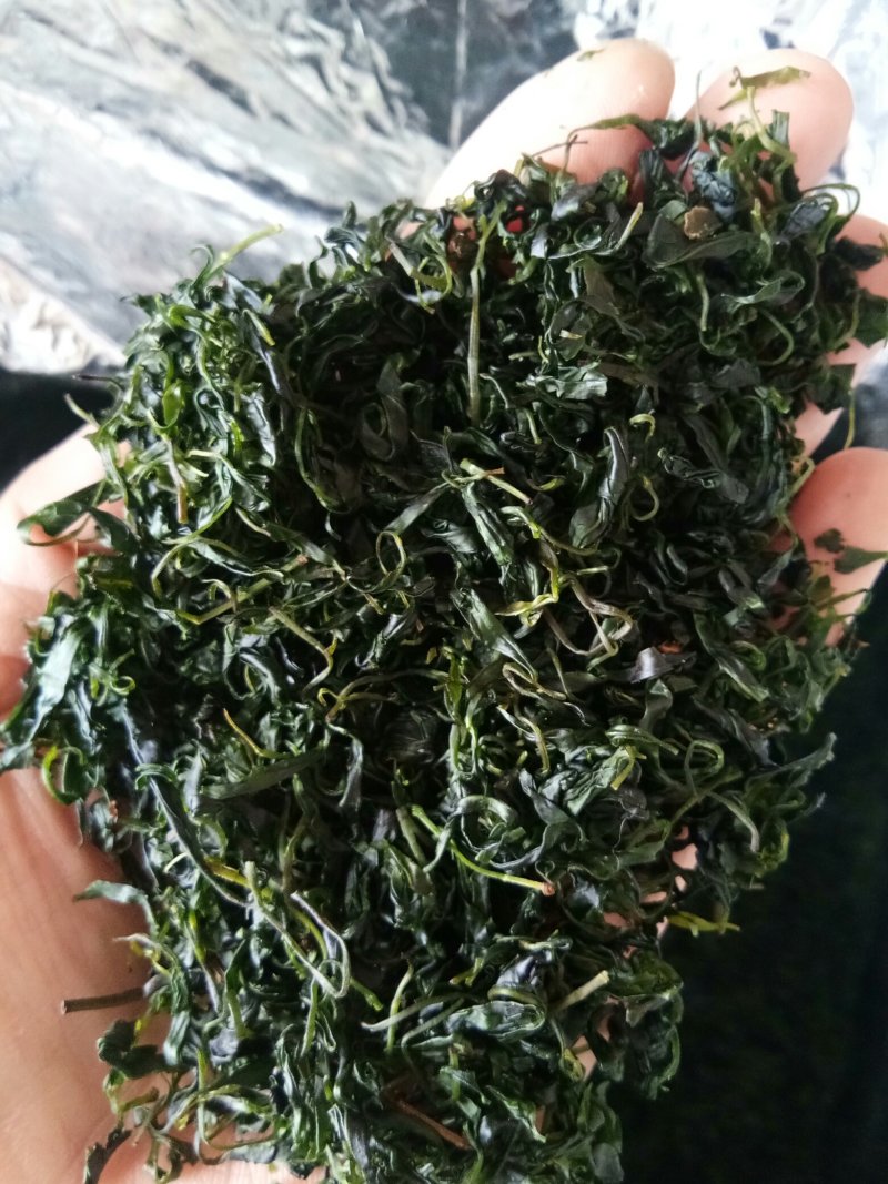 苦丁茶小叶苦丁青山绿水野生正品特级嫩芽