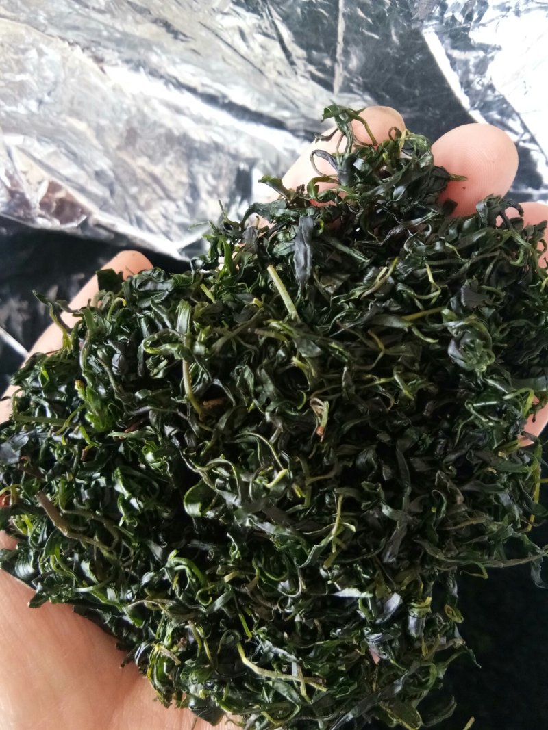 苦丁茶小叶苦丁青山绿水野生正品特级嫩芽
