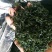 苦丁茶小叶苦丁青山绿水野生正品特级嫩芽